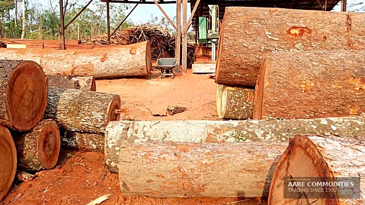 Large-diameter Ekki / Azobé logs with freshly cut ends staged beside an open sawmill shelter in Nigeria