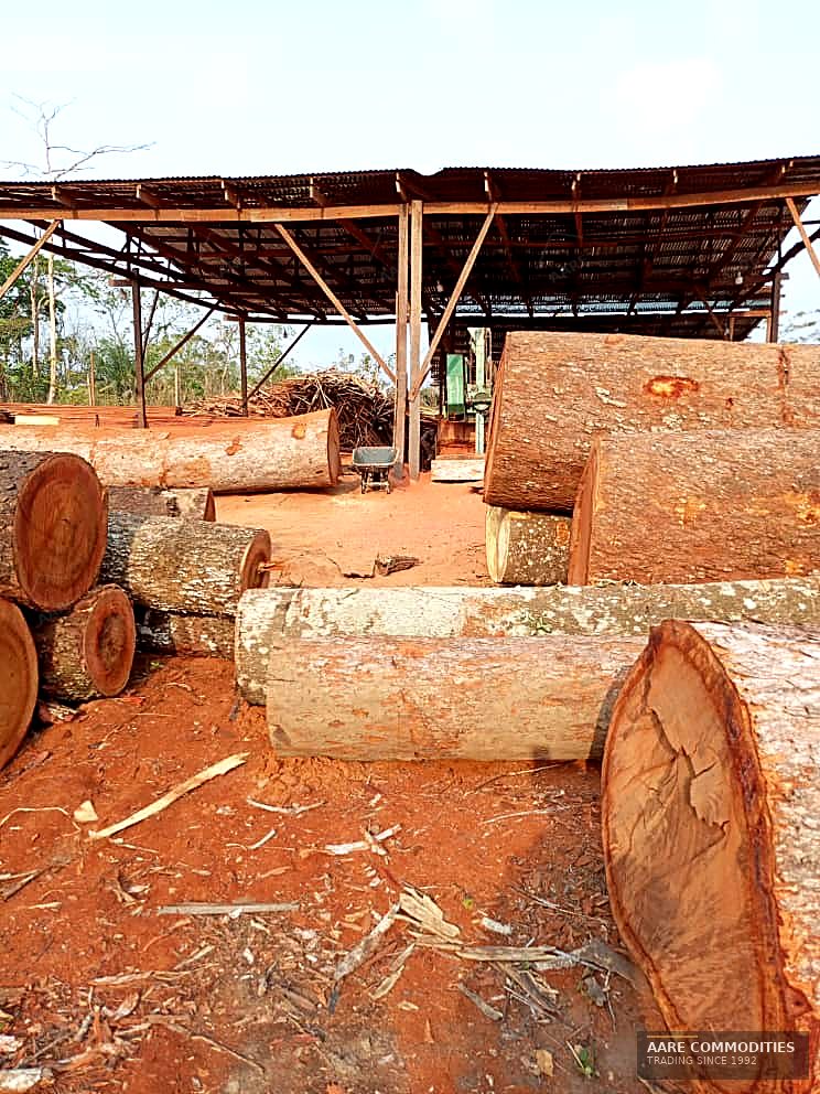 Large-diameter Ekki / Azobé logs with freshly cut ends staged beside an open sawmill shelter in Nigeria