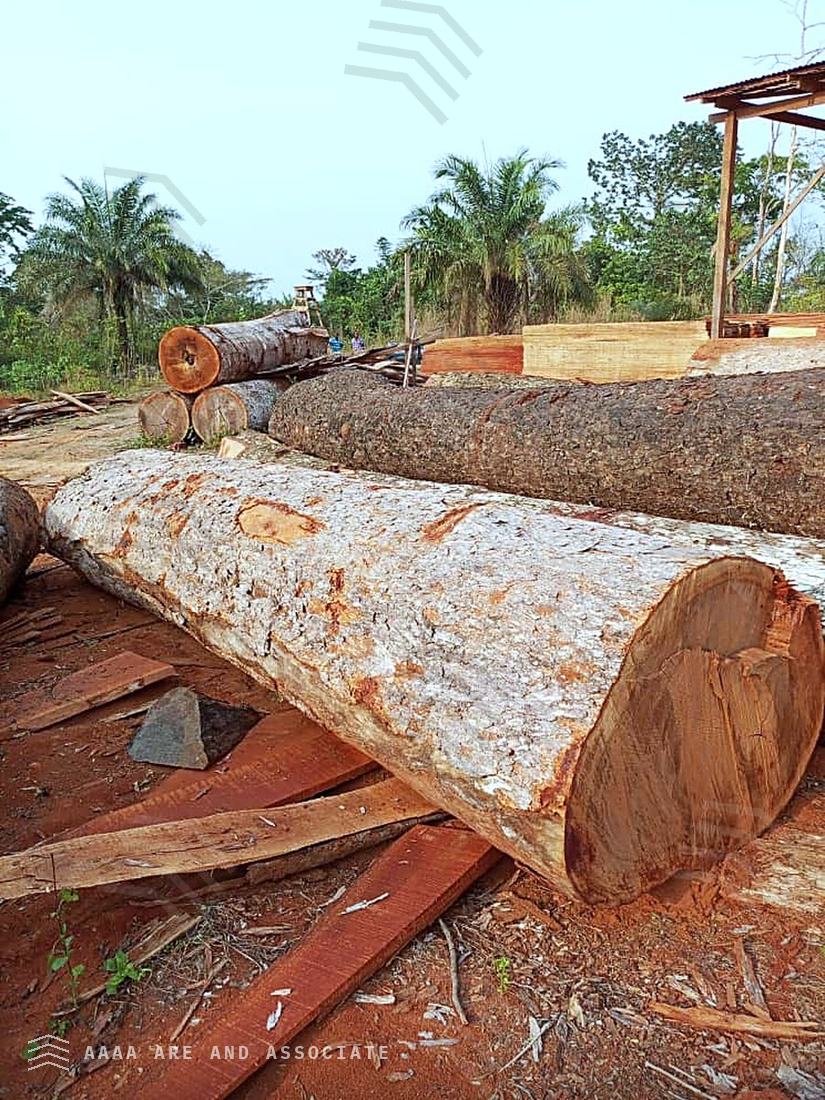 Large-diameter hardwood logs beside freshly sawn boards at a AARE Commodities conversion site in Nigeria