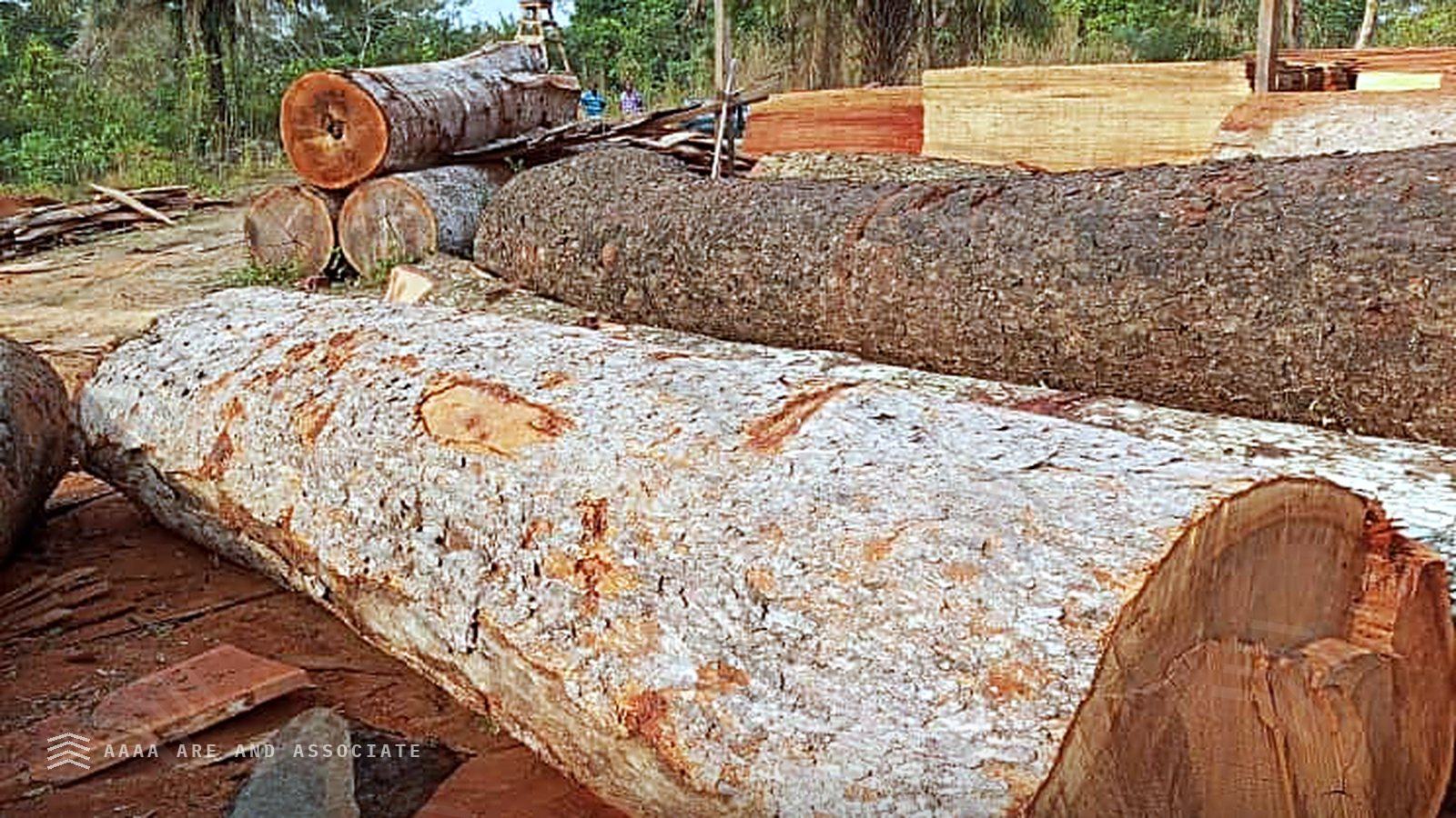Large-diameter hardwood logs beside freshly sawn boards at a AARE Commodities conversion site in Nigeria