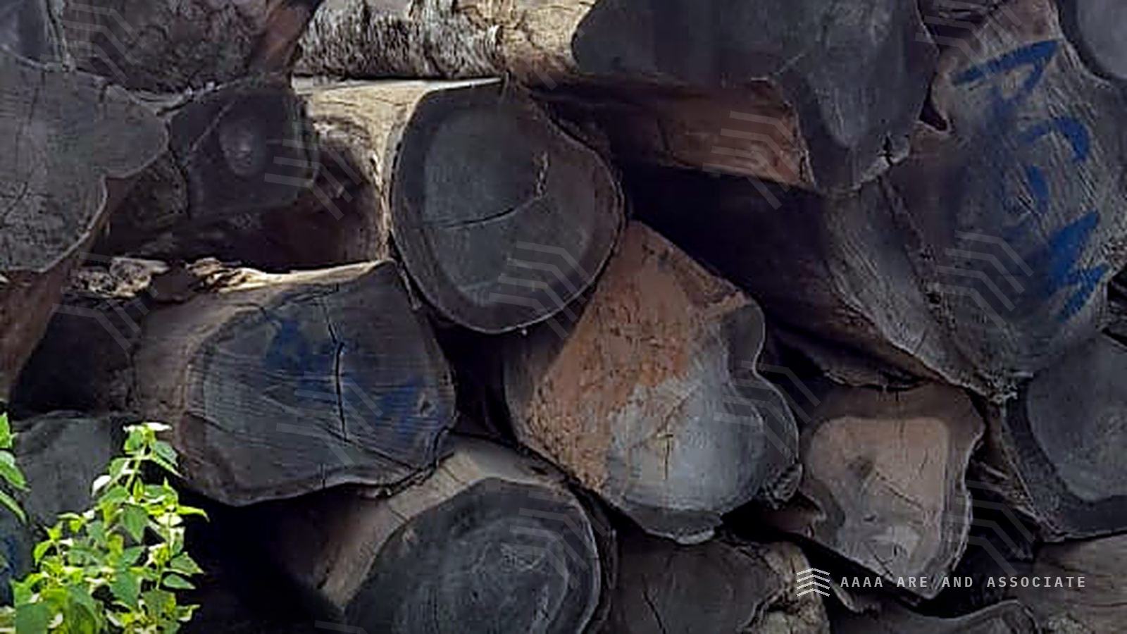 Stack of squared hardwood baulks with dark end grain and blue identification marks in a Nigerian timber yard